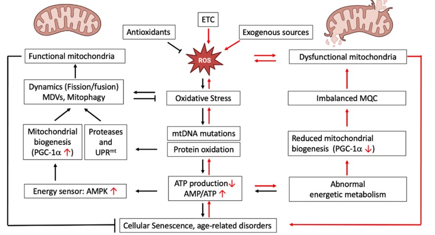 Mitochondrial dysfunction, ROS accumulation, oxidative stress, and cellular senescence during aging.