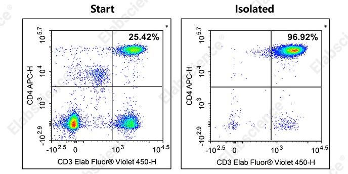 Flow cytometry analysis of isolated human CD4+ T cells.
