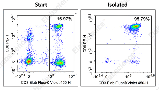 Flow cytometry analysis of isolated human CD8+ T cells.