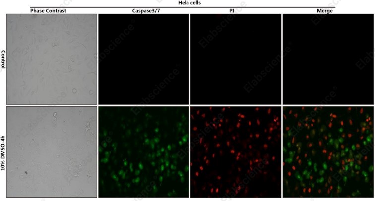 Caspase 3/7 and PI staining of DMSO-treated HeLa cells.