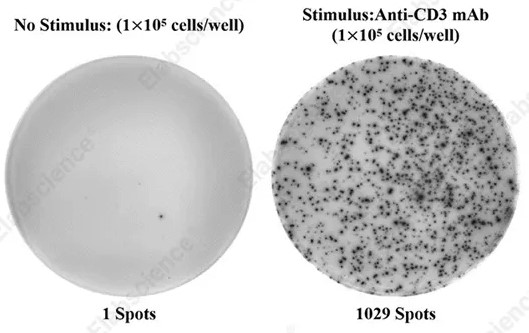 ELISpot detection of IFN-γ-secreting PBMCs.