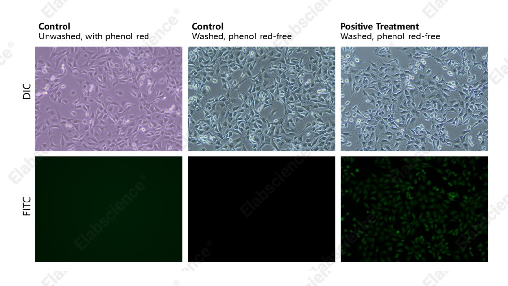 DCFH-DA fluorescence images showing higher background in unwashed cells.