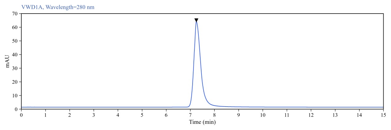 SEC-HPLC analysis of antibody monomer purity.