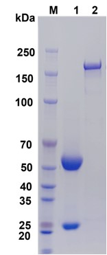 SDS-PAGE analysis of antibody purity.