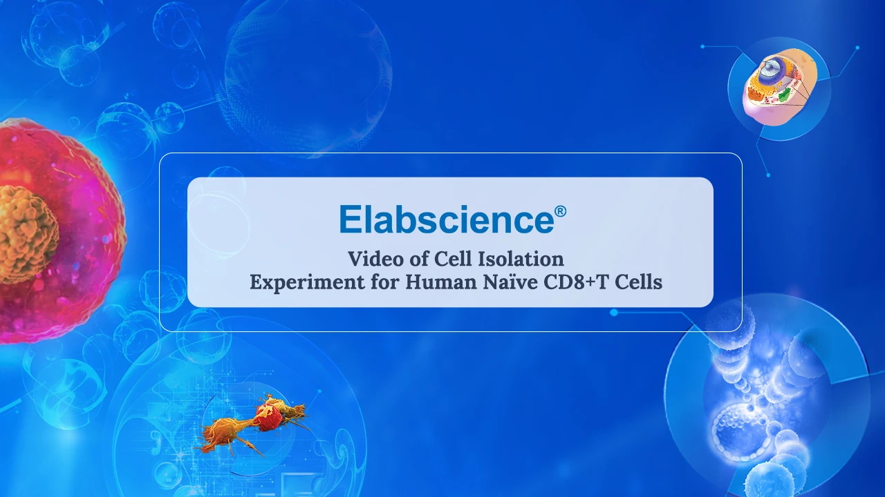 Video of Cell Isolation Experiment for Human Na&iuml;ve CD8+T Cells