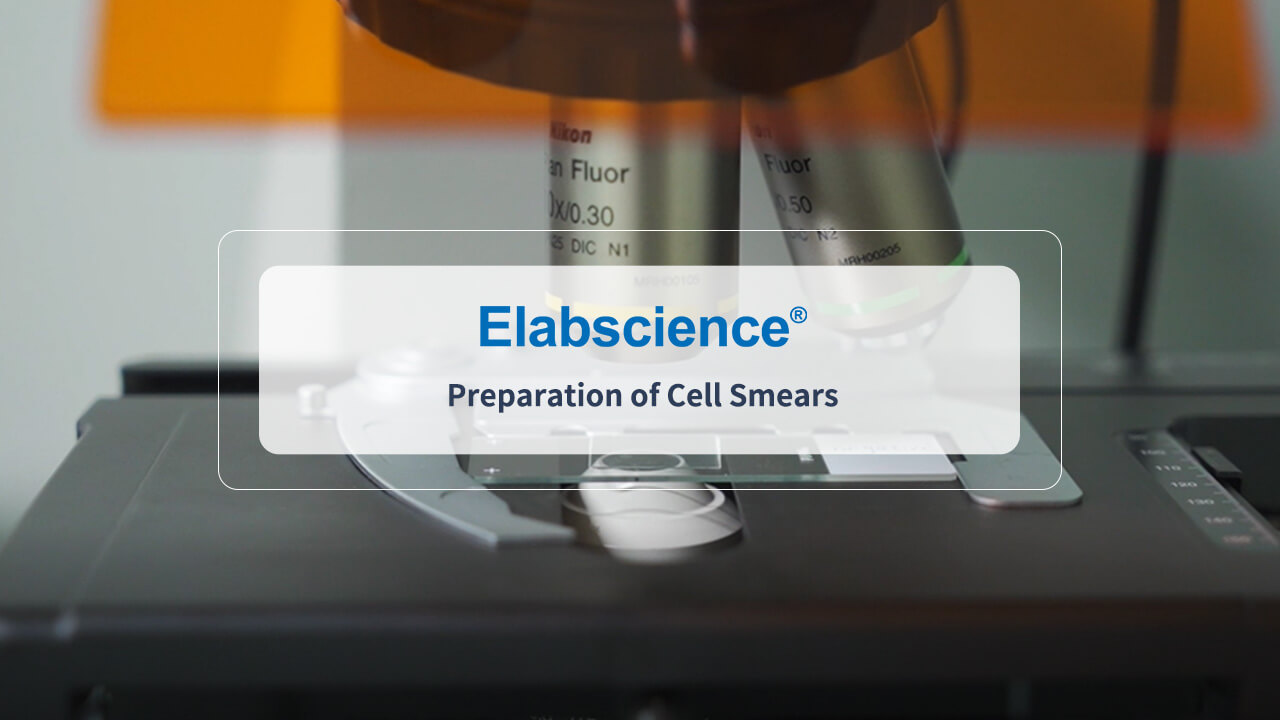 Cell Smear Preparation In Experiments