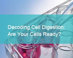 Decoding Cell Digestion:Are Your Cells Ready? - cover