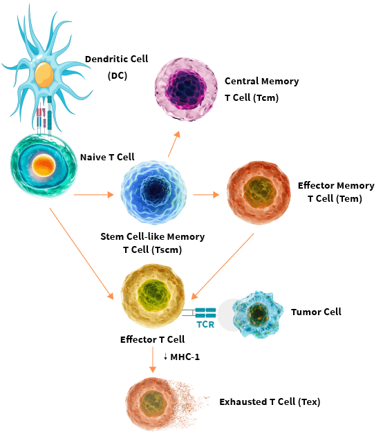 Complete  Cell Isolation Solution-2