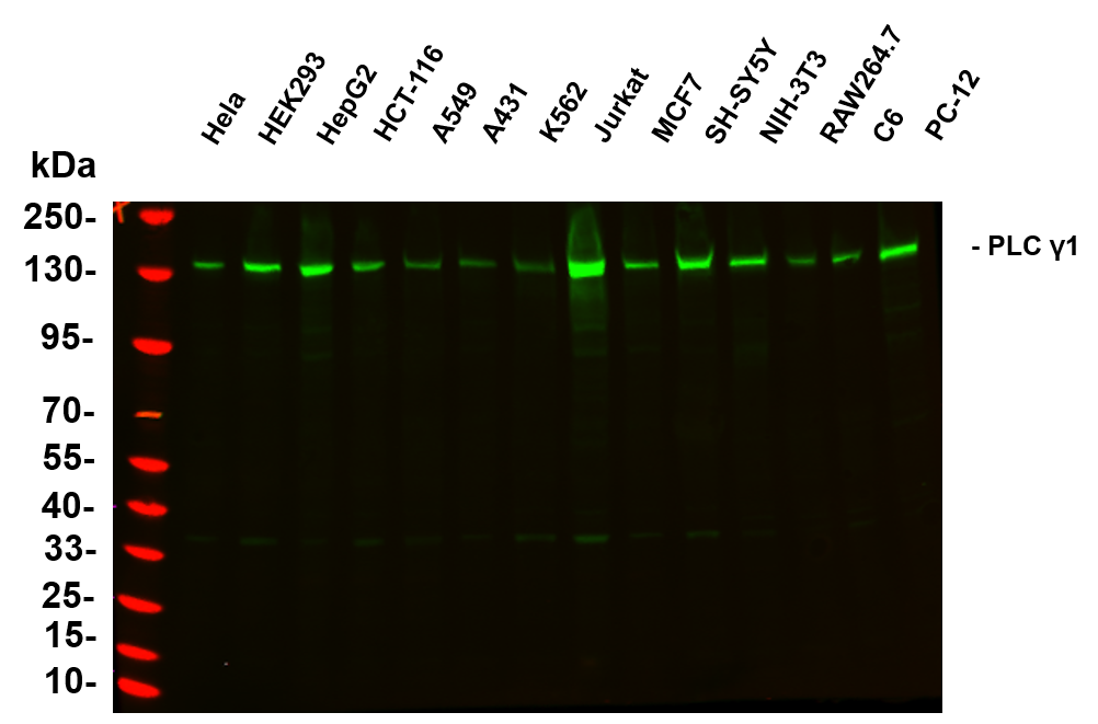 Buy 2, get the 3rd recombinant rabbit mAb FREE-15