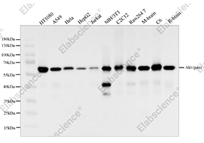 Buy 2, get the 3rd recombinant rabbit mAb FREE-14