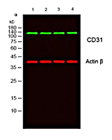 Buy 2, get the 3rd recombinant rabbit mAb FREE-15