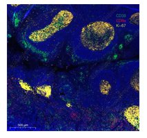 Buy 2, get the 3rd recombinant rabbit mAb FREE-19