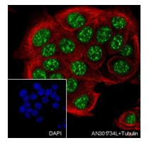 Buy 2, get the 3rd recombinant rabbit mAb FREE-21
