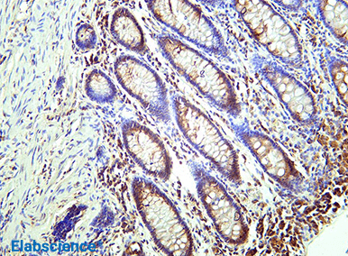 Slash Spring Costs with Next-Gen Rabbit mAbs-4