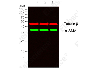 Slash Spring Costs with Next-Gen Rabbit mAbs-6