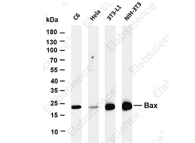 Slash Spring Costs with Next-Gen Rabbit mAbs-8
