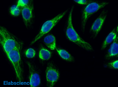 Slash Spring Costs with Next-Gen Rabbit mAbs-10