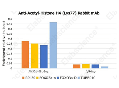 Slash Spring Costs with Next-Gen Rabbit mAbs-12