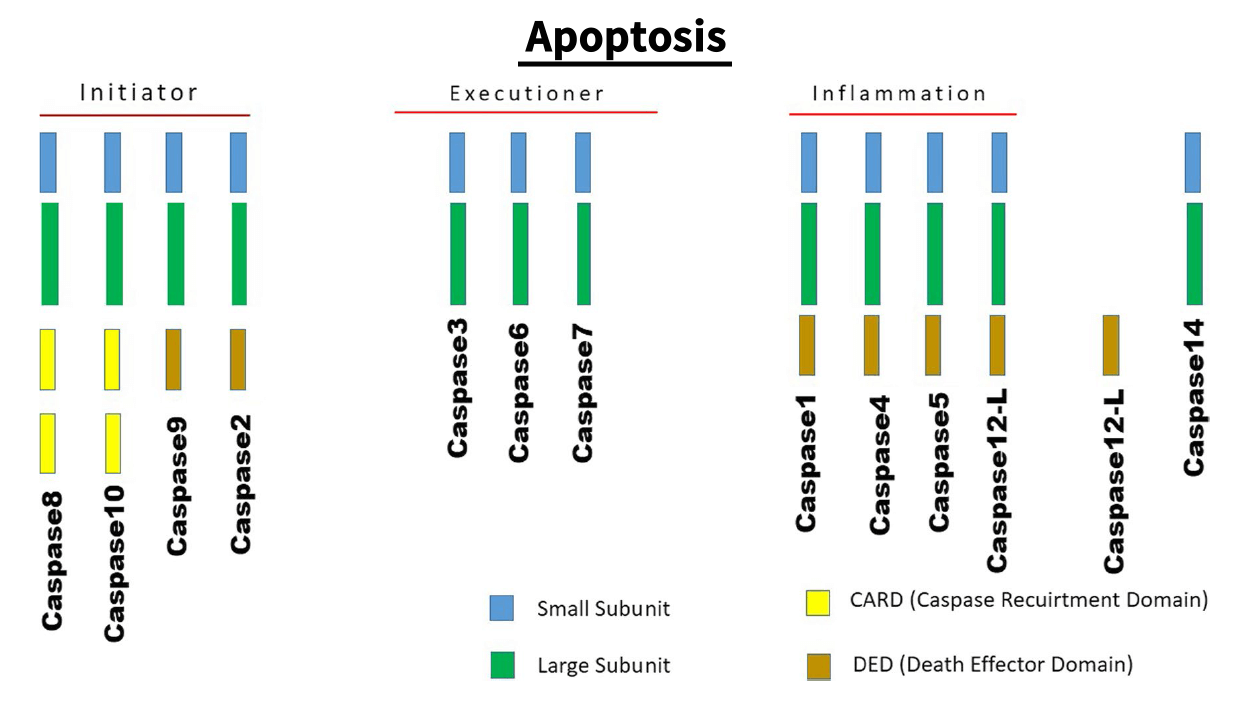 Caspase Assay Kits - Elabscience®