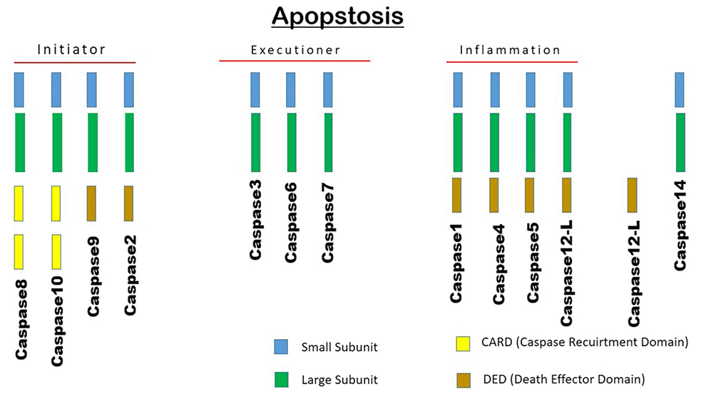 Caspase