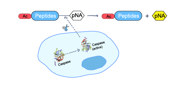 Principle of Caspase Assay Kit (Colorimetric Method)