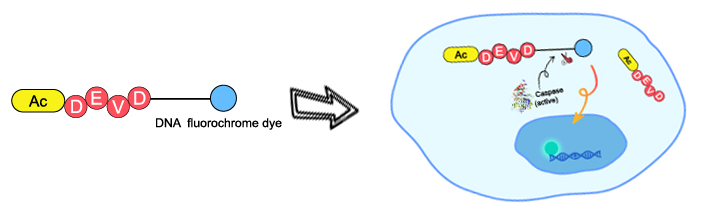 Caspase fluorescence method experimental principle