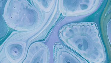 Cell Apoptosis Assay
