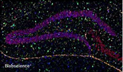 Mouse Brain Tissue