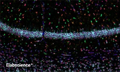 Mouse Brain Tissue