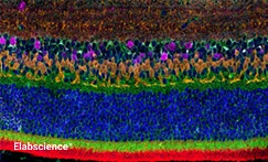 Mouse Eyeball Tissue