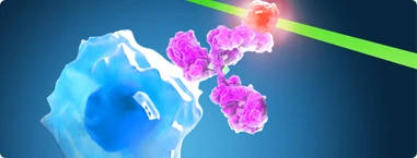 Flow Cytometry Antibodies