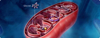 Metabolism Assays