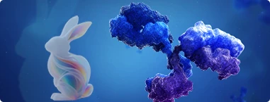 Recombinant Rabbit mAbs