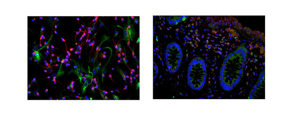 Elabscience IF Experimental Results