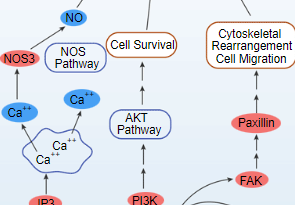 VEGF Signaling Pathway - cover