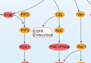 EGFR Signaling Pathway - cover