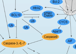 Regulation of Apoptosis - cover