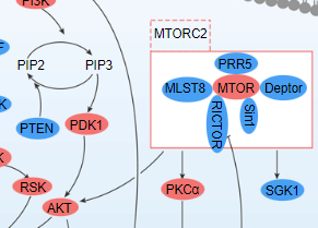 mTOR Signaling Pathway - cover