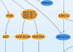 TGF-β Signaling Pathway - cover