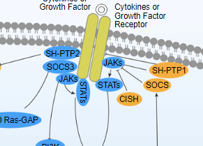 JAK/STAT Signaling Pathway - cover