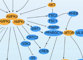 AMPK Signaling Pathway - cover