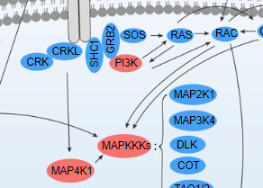 MAPK-JNK Signaling Pathway - cover