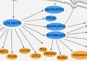 MAPK-p38 Signaling Pathway - cover