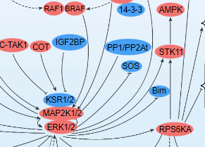 MAPK-ERK Signaling Pathway - cover