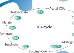 Cellular Energy Metabolism Network - cover