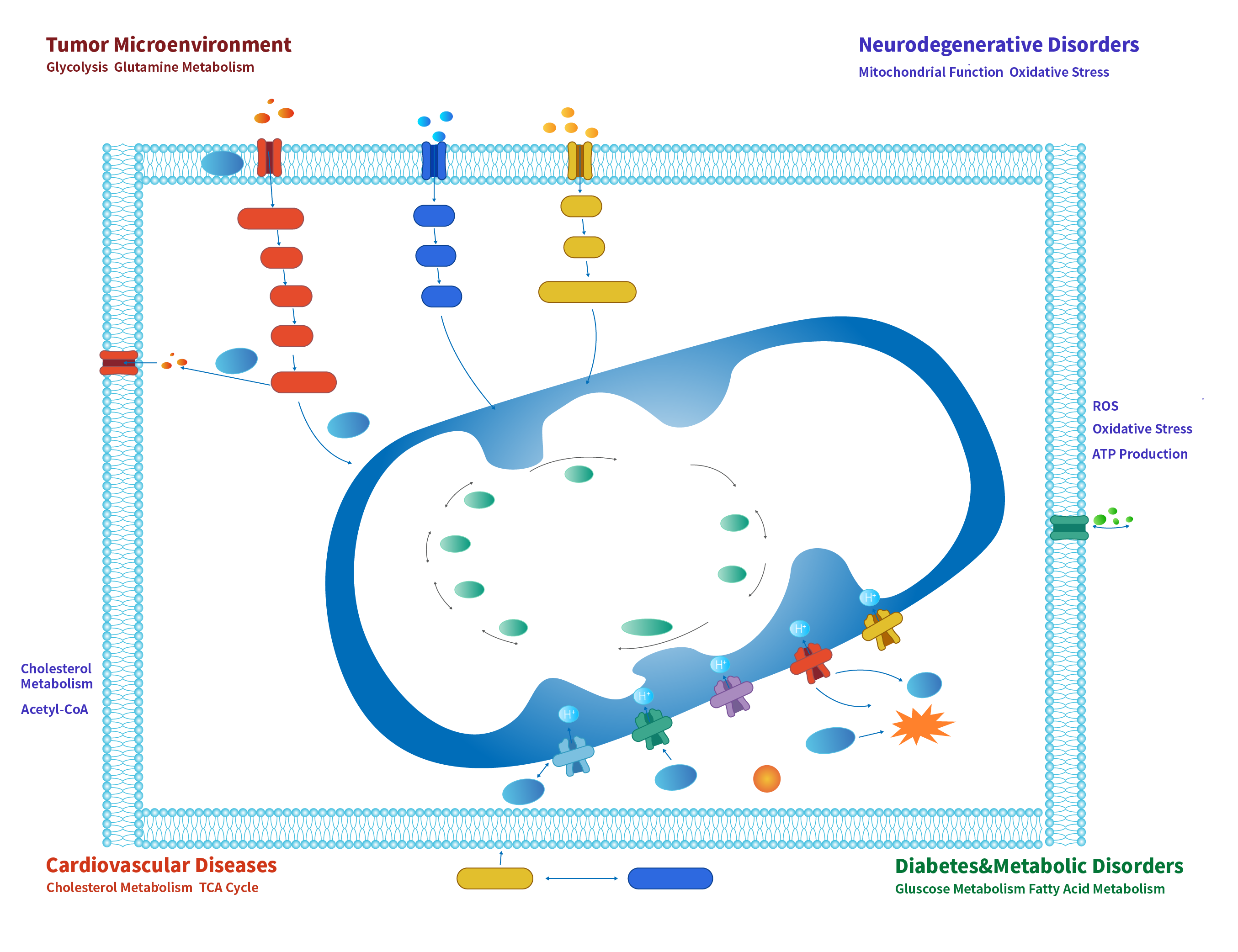 Cellular Energy Metabolism Network-1