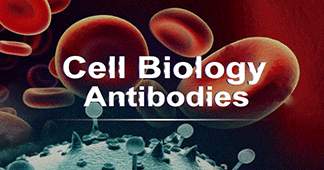 Cell Biology Antibodies