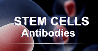 Stem Cells Antibodies