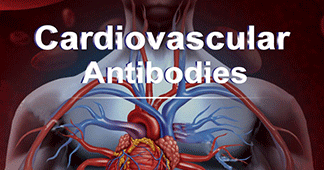 Cardiovascular Antibodies