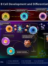 B Cell Development and Differentiation (2601)